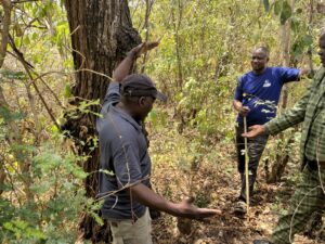 Bahat, one of the initiators, counters: "A large tree is the strongest collateral you can imagine."